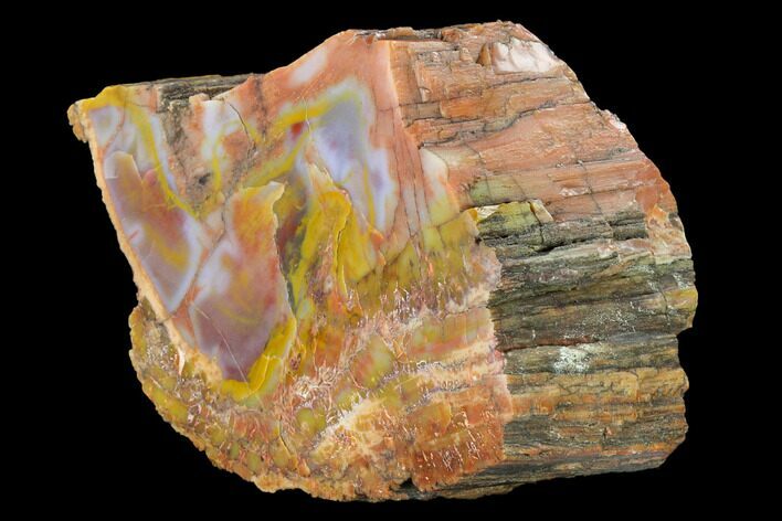 Polished, Rainbow Petrified Wood Section - Arizona #147893